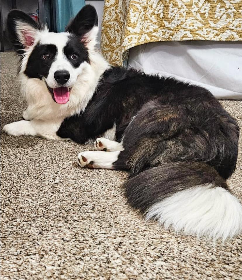 Bella