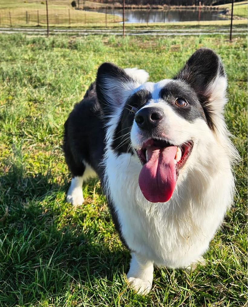 Bella