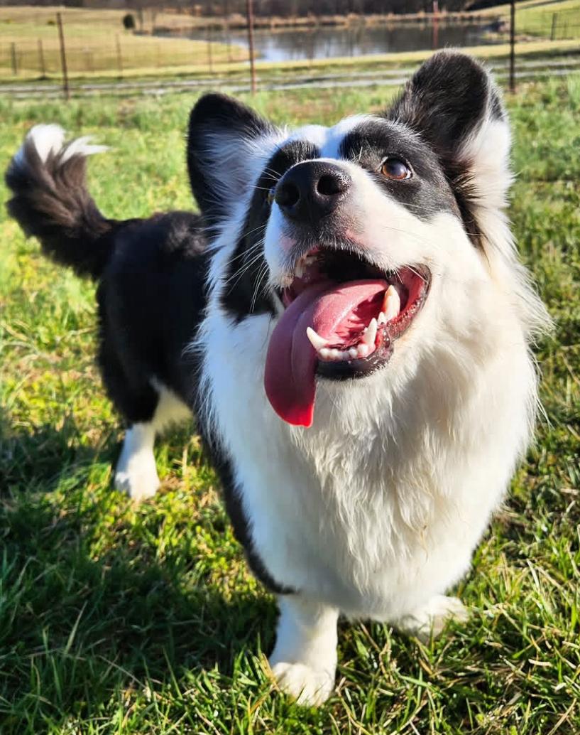Bella