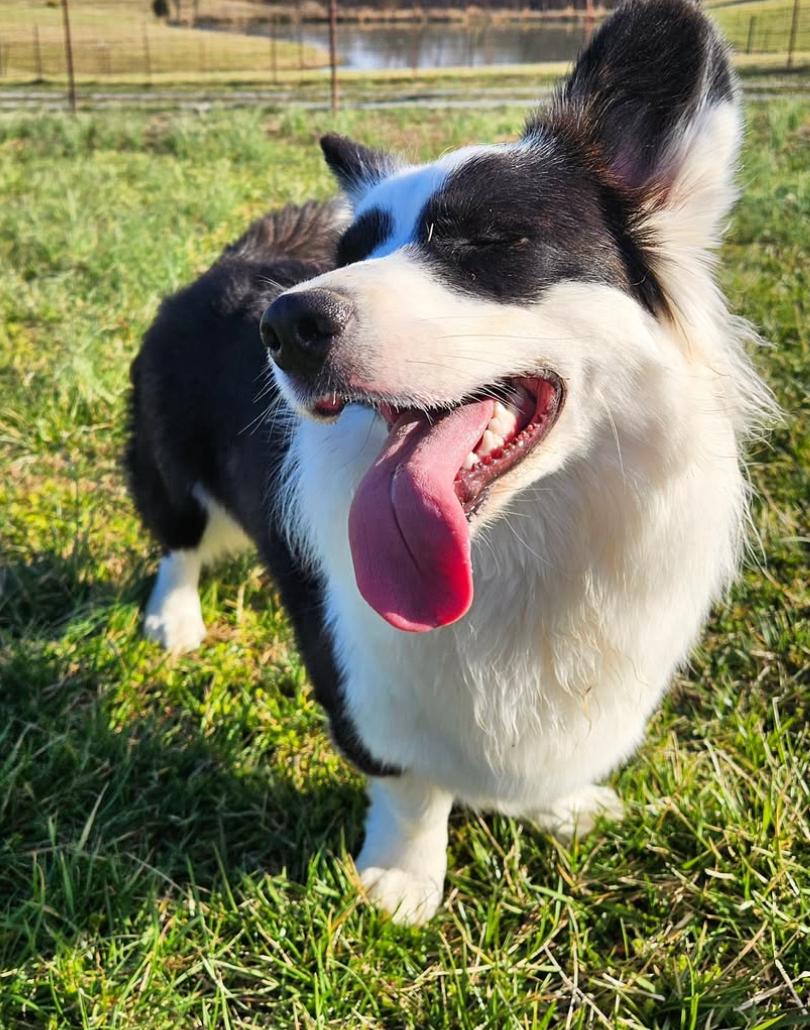 Bella