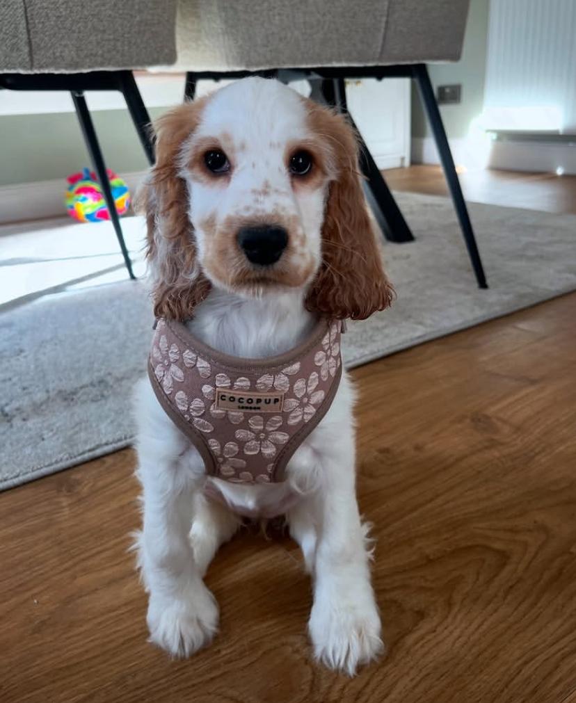 cooper2