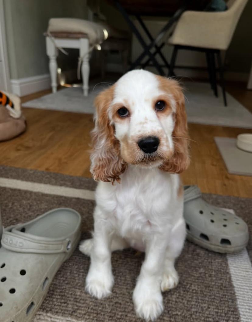 cooper3