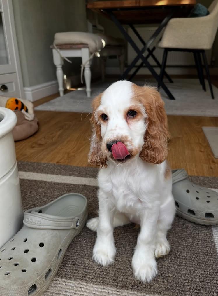 cooper4