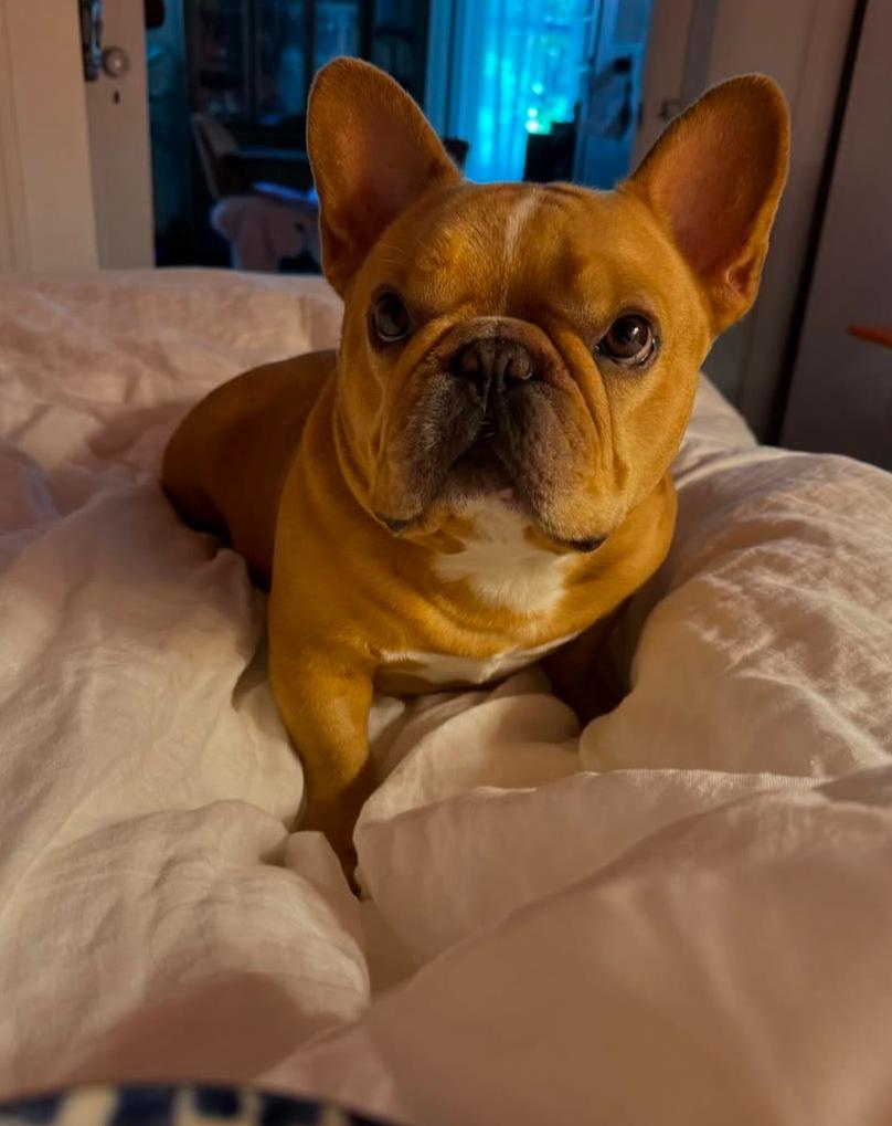 frenchie1