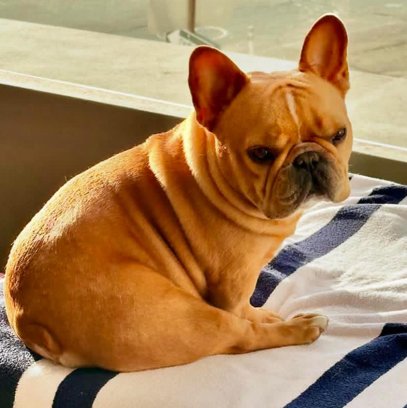 frenchie2