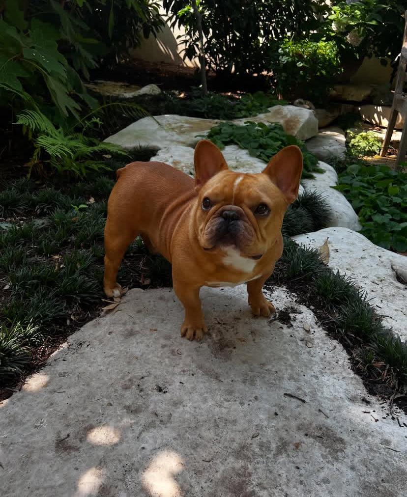 frenchie3