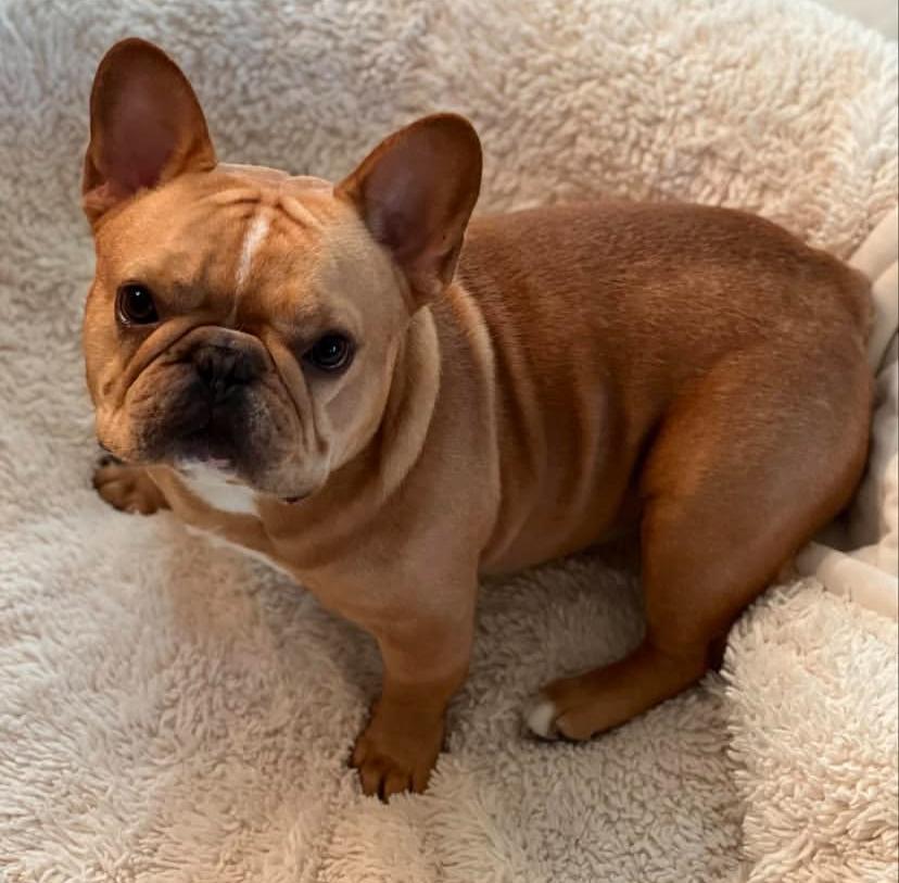 frenchie4