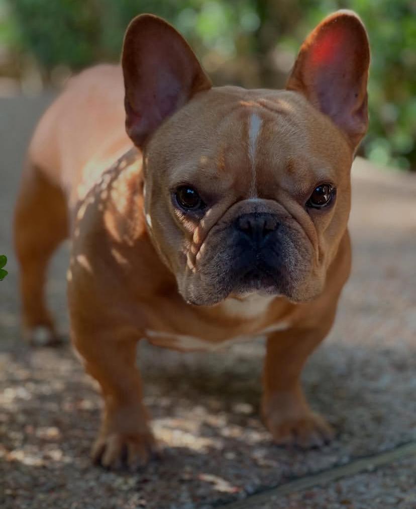 frenchie5