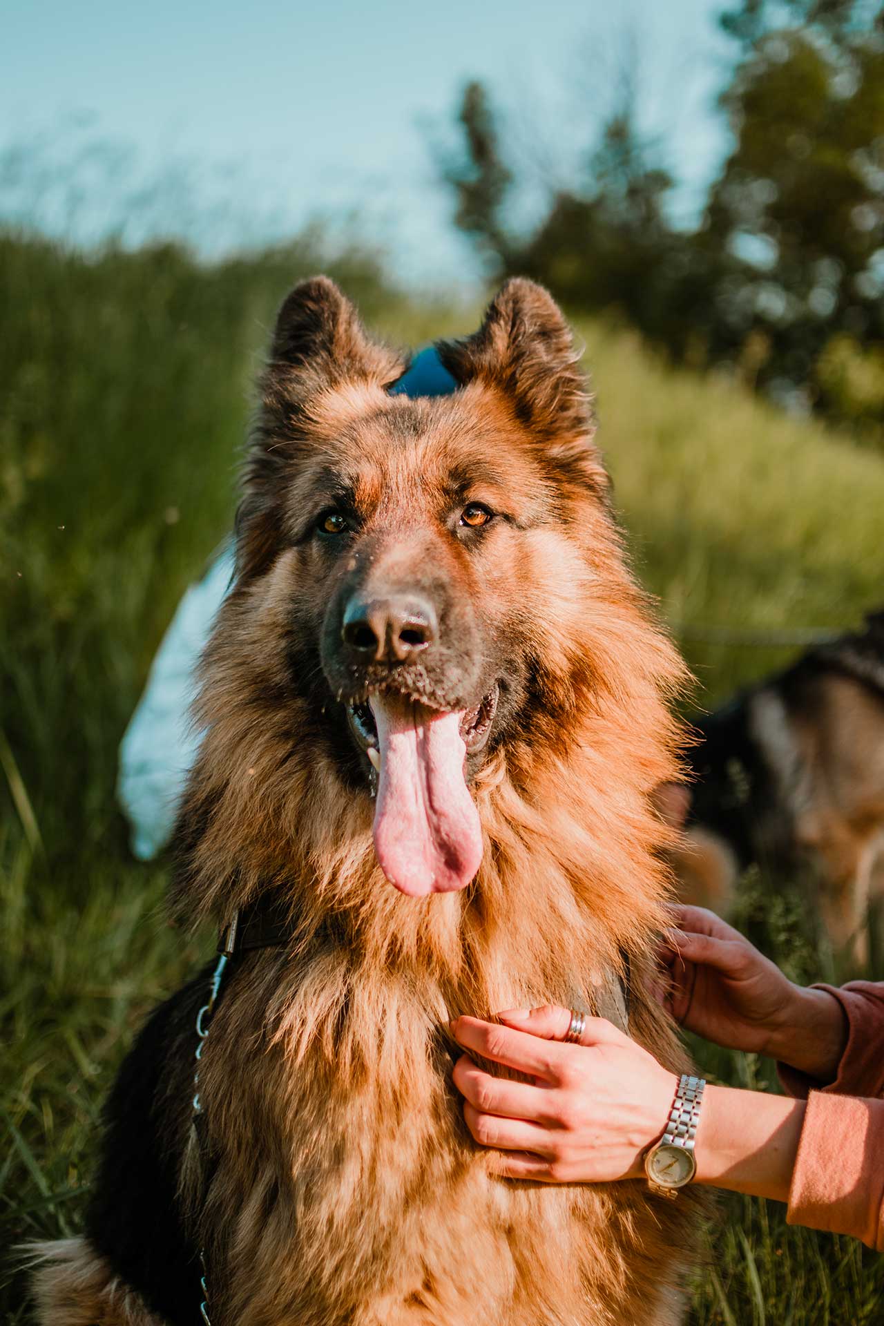 Rescue Pet